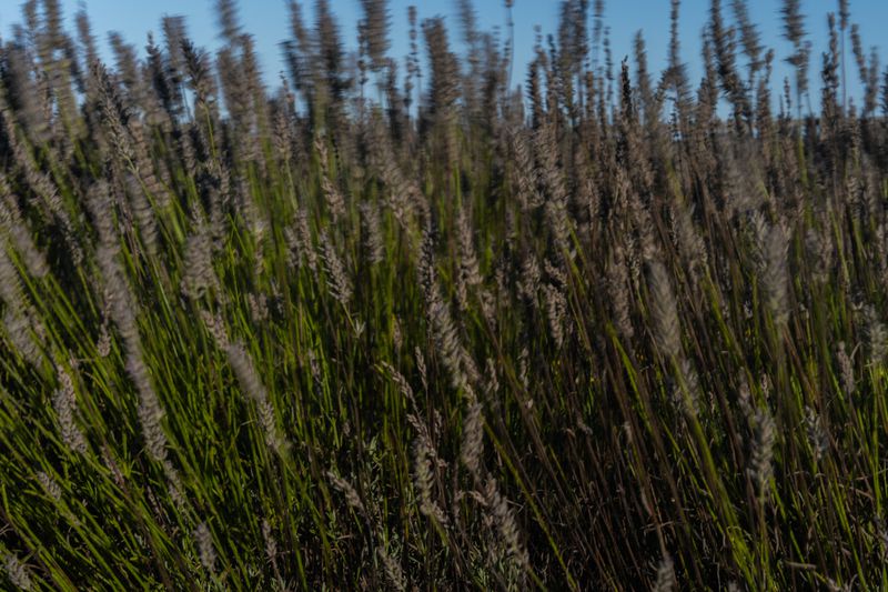 Wind blows through lavender plants, Wednesday, Aug. 21, 2024, at a farm in East Garafraxa, Ontario. (AP Photo/Joshua A. Bickel)