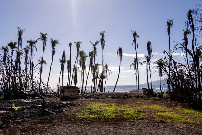 FILE - Wilted palm trees line a destroyed property, Friday, Dec. 8, 2023, in Lahaina, Hawaii. (AP Photo/Lindsey Wasson, File)