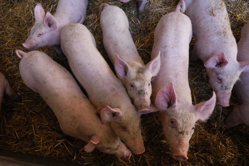 Pigs roam in a shed of the Piggly farm in Pegognaga, near Mantova, northern Italy, Wednesday, Sept. 25, 2024. (AP Photo/Luca Bruno)