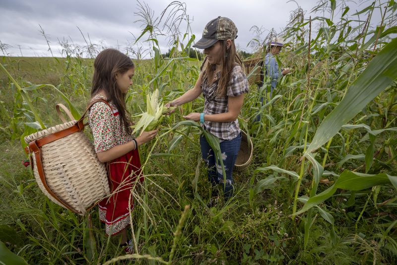 Stephanie Stevens and her daughter Lucia Stevens pick white corn in its early form known as green corn during a harvest on the Oneida Indian Reservation, Friday, Aug. 30, 2024, in Oneida, Wis. (AP Photo/Mike Roemer)