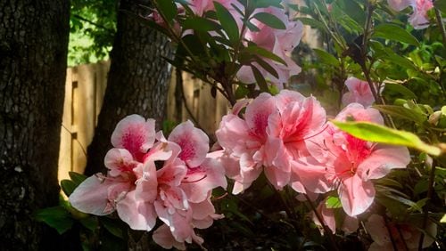 These Autumn Belle Encore Azaleas were putting on a show at The Garden Guy’s house Aug. 6. (Norman Winter/TNS)