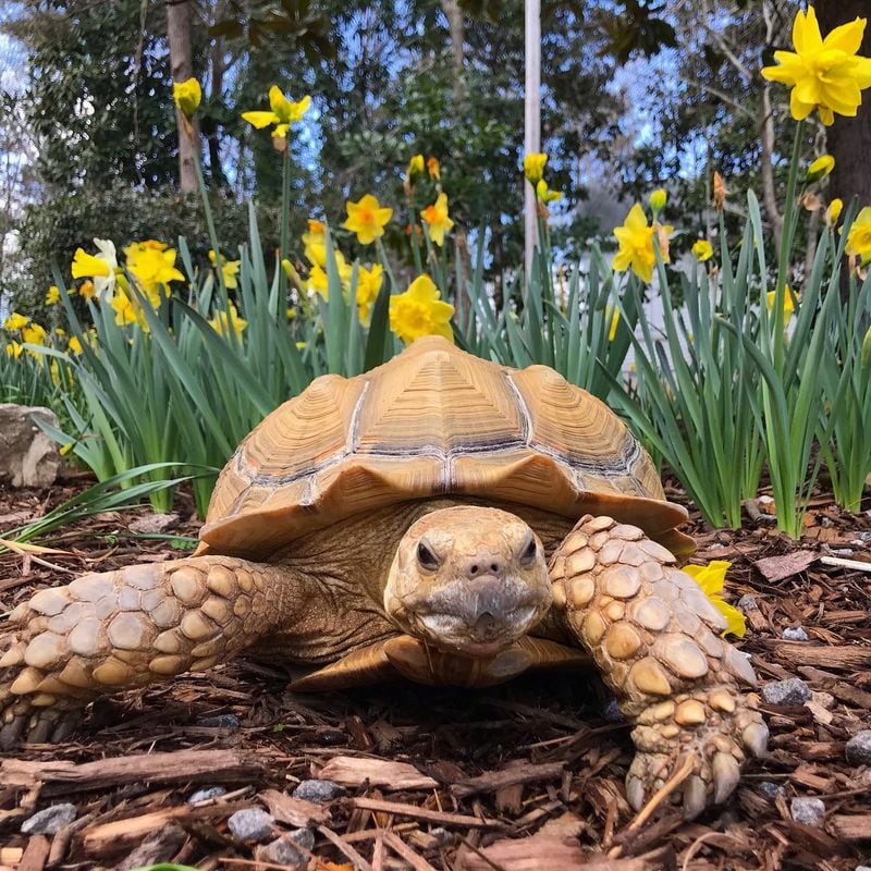 Pebbles, an African spurred tortoise, is a favorite attractions at Autrey Mill Nature Preserve. 
(Courtesy of Autrey Mill Nature Preserve)