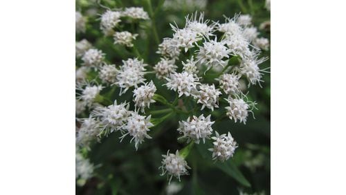 The white snakeroot wildflower is now blooming in woods and bottomlands in North Georgia. The plant, however, contains toxins that, if ingested, can cause severe sickness and death in people, pets and livestock. (Courtesy of Cbaile19/Creative Commons)