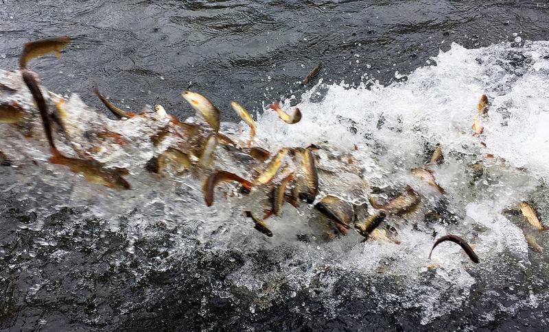 FILE - Hundreds of juvenile coho salmon are released into the Lostine River from a water tanker truck, March 9, 2017, in Lostine, Ore. The Nez Perce tribe and the Oregon Department of Fish and Wildlife worked together to restore juvenile coho salmon to the Snake River Basin. The U.S. government on Tuesday, June 18, 2024, acknowledged for the first time the harms that the construction and operation of dams on the Columbia and Snake rivers in the Pacific Northwest have caused Native American tribes, issuing a report that details how the unprecedented structures devastated salmon runs, inundated villages and burial grounds, and continue to severely curtail the tribes' ability to exercise their treaty fishing rights. (AP Photo/Gillian Flaccus, File)