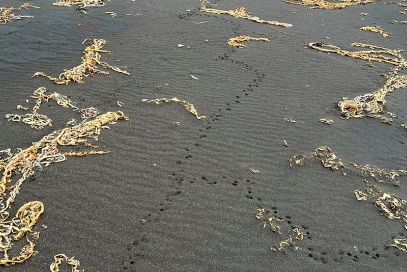 This 2024 image provided by the U.S. Fish & Wildlife Service shows rat tracks on Kiska Island, Alaska, one of the uninhabited islands where the U.S. Fish and Wildlife Service aims to study the potential for rat eradication efforts. (Lora Haller/U.S. Fish & Wildlife Service via AP)