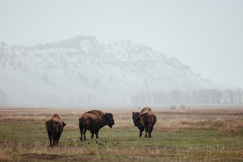 Take a luxury safari ride to see where the moose and elk roam in the foothills of the Teton mountains near Jackson Hole, Wyoming.  
Courtesy of Alex Moling