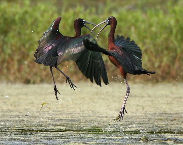 Coastal birds of Georgia