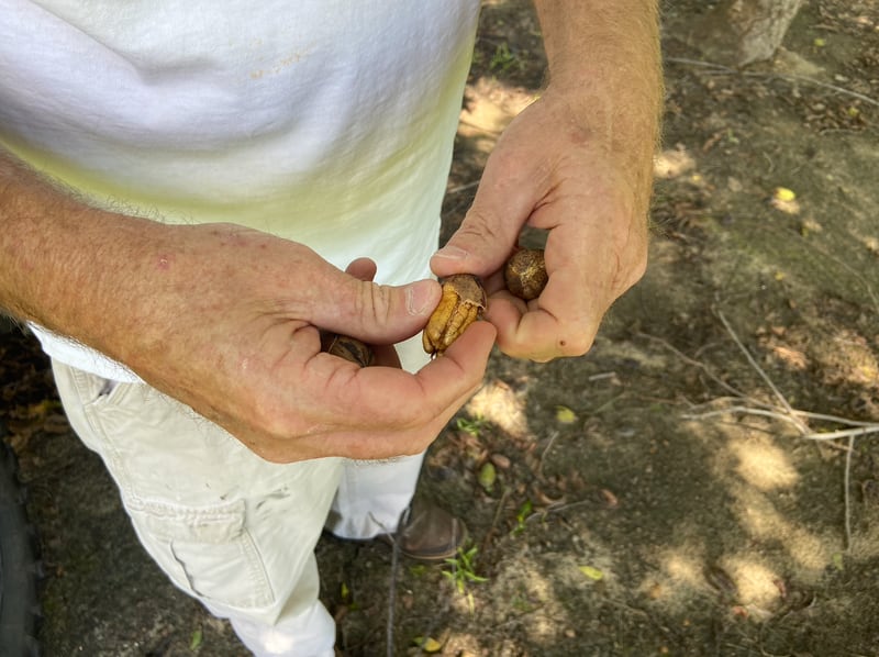 Vance Hiers, a Brooks County pecan farmer, cracked open a fallen nut by hand on Oct. 2, 2024, roughly five days after Hurricane Helene damaged many of his trees. (Zachery Hansen / AJC)