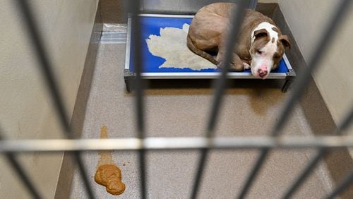 A dog is held as poop is shown in the cages at the Dekalb County Animal Services, Thursday, October 5, 2023, in Chamblee. The DeKalb shelter is run by a nonprofit contractor, Lifeline. But lately, severe overcrowding has led to higher euthanasia rates and urgent pleas for people to adopt or foster to get dogs out of the shelter. (Hyosub Shin / Hyosub.Shin@ajc.com)