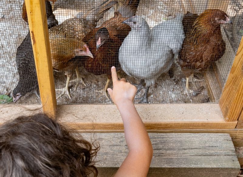 Atlanta resident Javier Wall-Sotomayor, 7, watches chickens at Urban Farm in Ormewood. (Seeger Gray / AJC)