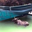 This image taken from video provided by the Bedford, N.H., Police Department, shows a moose being freed after it was stuck in a residential swimming pool, Thursday Oct. 3, 2024, in Bedford. (Bedford Police Department via AP)