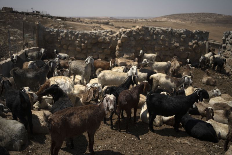 Goats stand in the midday sun, in the West Bank village of Khirbet Zanuta, Tuesday, Aug. 27, 2024. A small handful of the community's residents have returned here under court order after settlers drove them out. They are not permitted to build anything, including shelter for their animals. (AP Photo/Maya Alleruzzo)