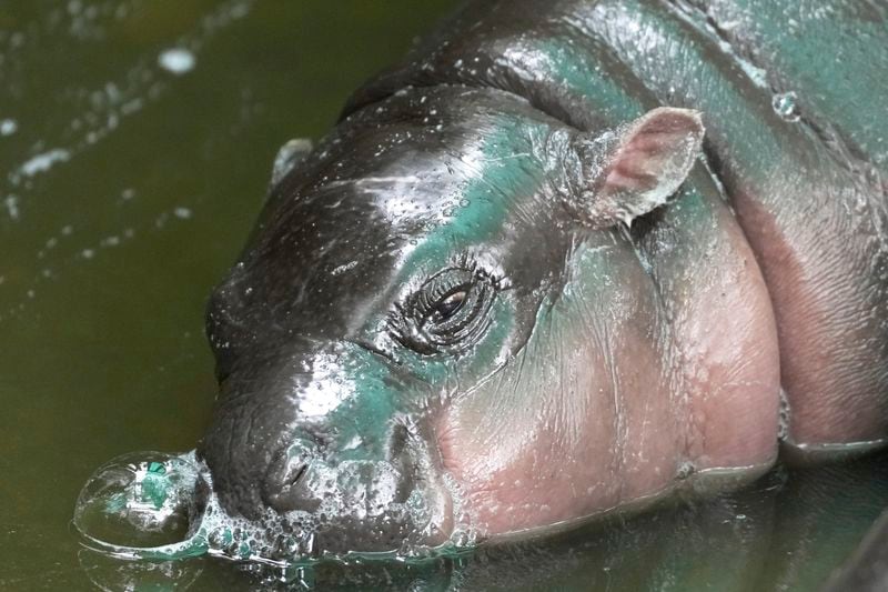 Two-month-old baby hippo Moo Deng sleeps at the Khao Kheow Open Zoo in Chonburi province, Thailand, Thursday, Sept. 19, 2024. (AP Photo/Sakchai Lalit)