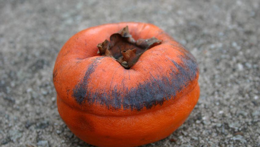 High School of the Dead  At the Persimmon Orchard