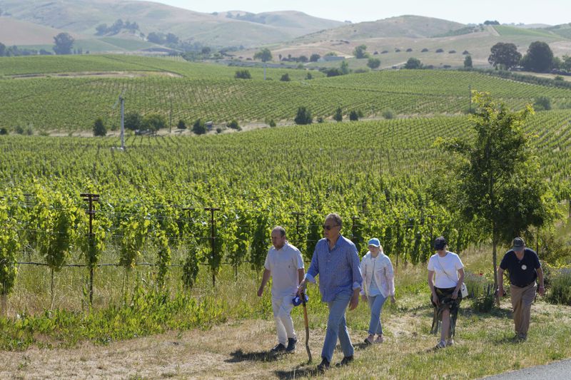 Ivo Jeramaz, second from left, gives a tour of a Grgich Hills Estate's vineyard to visiting Ukrainian winemakers Wednesday, June 5, 2024, in Napa, Calif. (AP Photo/Godofredo A. Vásquez)