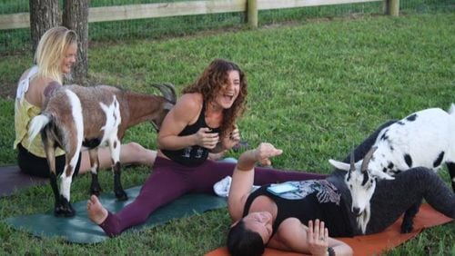 A Florida farm offers a yoga class with goats. (Photo courtesy Downward Goat Facebook)