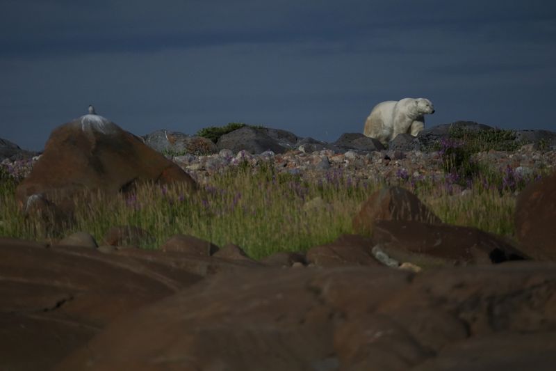 A polar bear walks along rocks, Tuesday, Aug. 6, 2024, near Churchill, Manitoba. (AP Photo/Joshua A. Bickel)