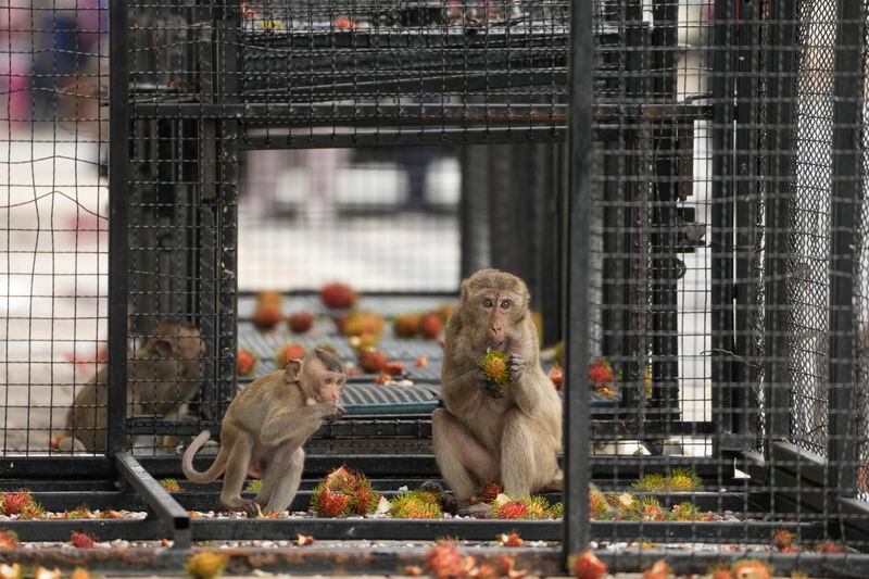 Monkeys eat rambutan in a cage which was set to trap monkeys in Lopburi Province, north of Bangkok, Thailand, Friday, May 24, 2024. A Thai town, run ragged by its ever-growing population of marauding wild monkeys, began the fight-back, Friday, using trickery and ripe tropical fruit. (AP Photo/Sakchai Lalit)