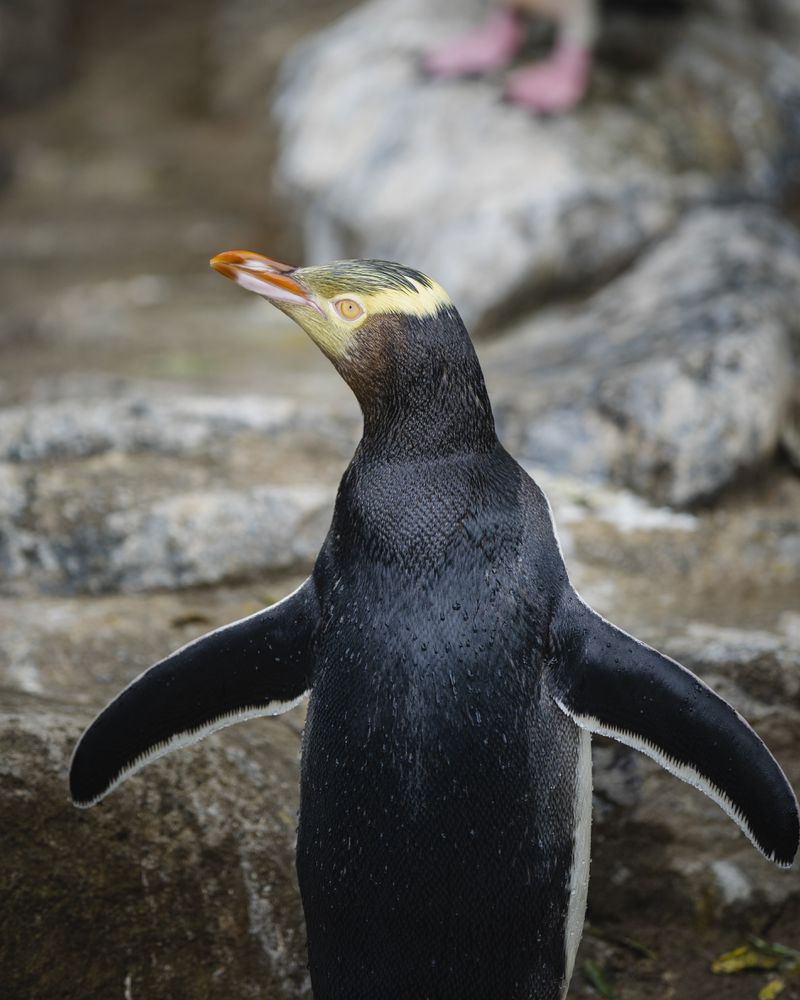 A hoiho or yellow-eyed penguin pictured on April 2, 2023, has won New Zealand's annual Bird of the Year vote, Monday, Sept. 16, 2024, after a fierce contest absent the foreign interference and controversies that have upset the country's avian elections before. (Hayden Parsons via AP)