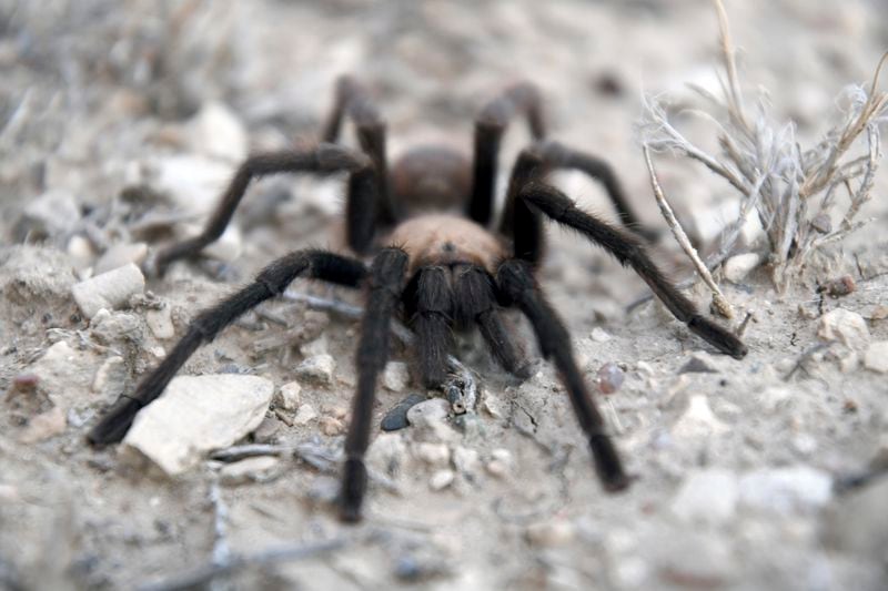 A male tarantula looks for a mate on the plains near La Junta, Colo., on Friday, Sept. 27, 2024. (AP Photo/Thomas Peipert)