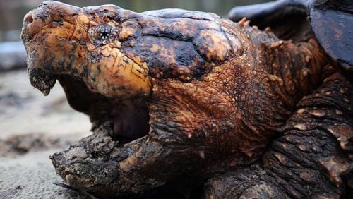 A large male Suwannee alligator snapping turtle awaits being weighed, measured and tagged before being returned to the tannin-black waters of the Suwannee River in Florida. Photo courtesy of Florida Fish and Wildlife Conservation Commission.