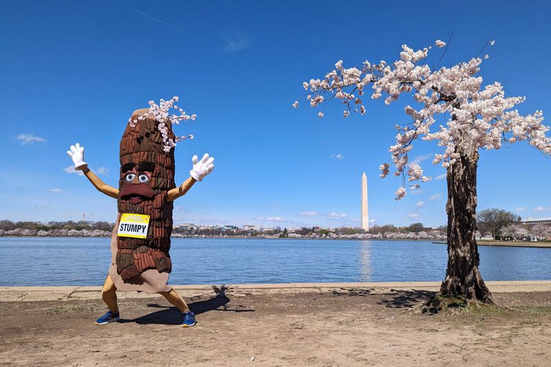 FILE - Stumpy the mascot, dances near 'Stumpy' the cherry tree at the tidal basin in Washington, Tuesday, March 19, 2024. The stunted and gnarled cherry tree that became an unlikely social media celebrity was cut down earlier this year, along with more than 100 other trees, to make way for a massive repair protect on the crumbling seawall protecting the Tidal Basin. But as construction on the seawall begins in earnest, horticulturists at the National Arboretum have successfully cloned Stumpy in a tree-mendous story of survival. (AP Photo/Nathan Ellgren, File)