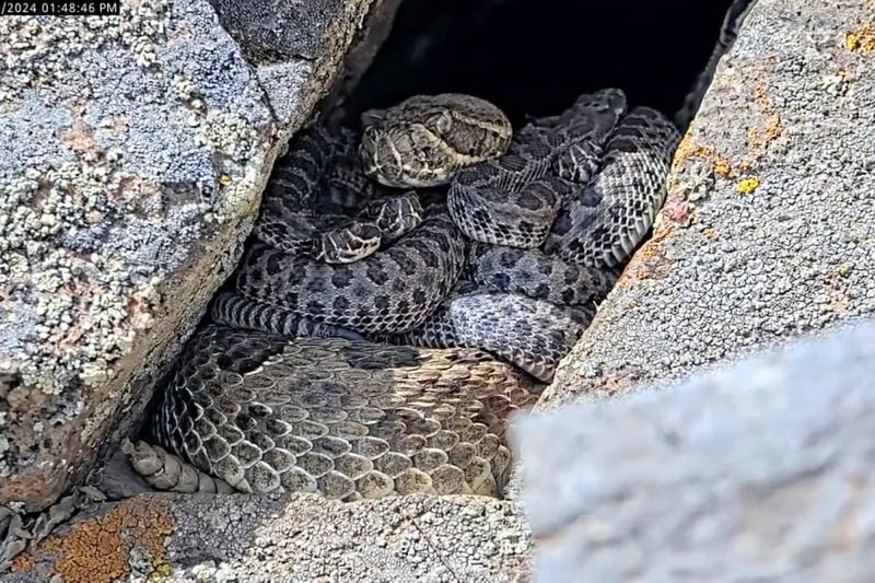 In this image taken from a Project Rattlecam video, an adult rattlesnake rests with juveniles at a den under remote observation in Colorado on Aug. 22, 2024. (Project Rattlecam via AP)