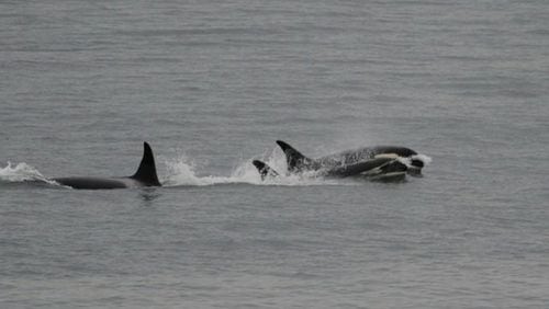 An orca mom released its dead calf after carrying it for more than two weeks.