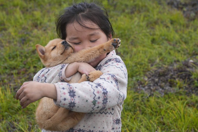 A girl plays with a dog on Friday, Aug. 16, 2024, in Mertarvik, Alaska. (AP Photo/Rick Bowmer)