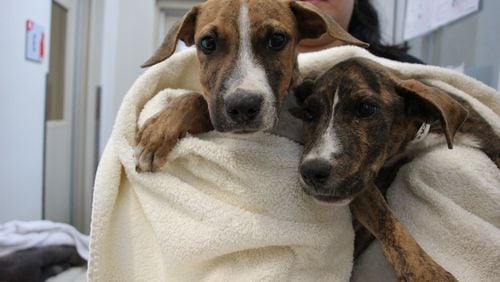 Photo: Courtesy of the Atlanta Humane Society