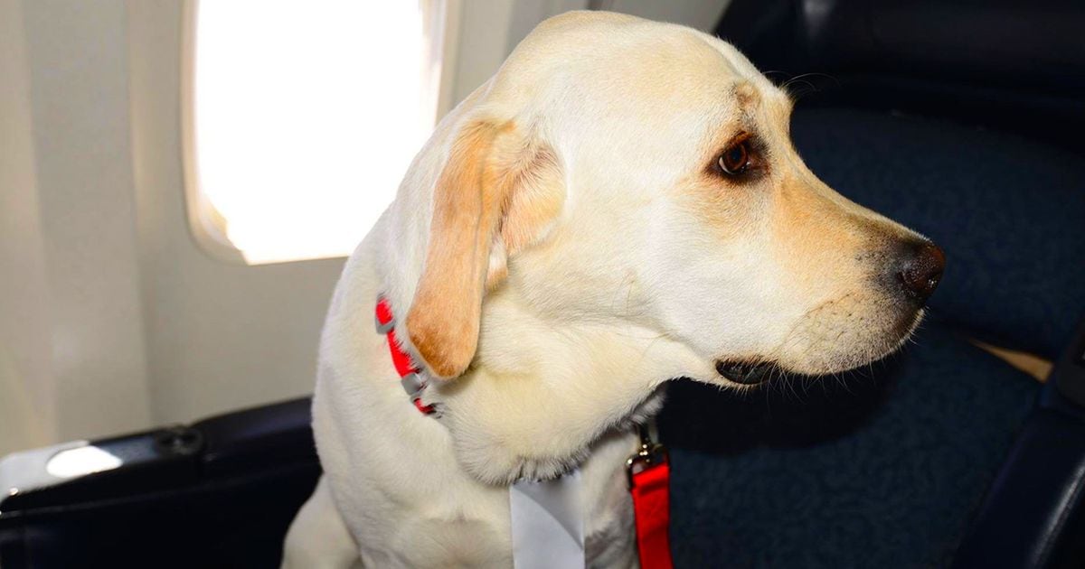 Delta passenger attacked by emotional support dog files suit