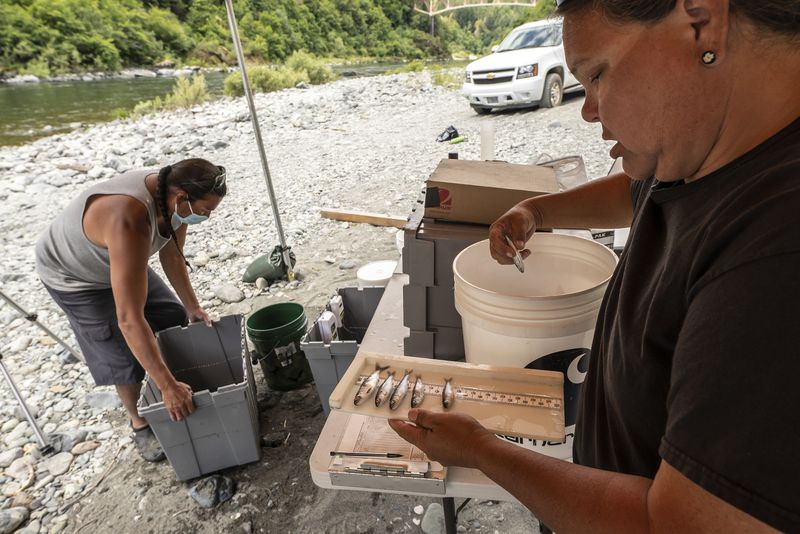 FILE - Jamie Holt, lead fisheries technician for the Yurok Tribe, right, and Gilbert Myers count dead chinook salmon pulled from a trap in the lower Klamath River on June 8, 2021, in Weitchpec, Calif. (AP Photo/Nathan Howard, File)