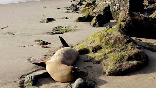 This photo provided by the Channel Islands Marine & Wildlife Institute (CIMWI) shows a sick Sea Lion on San Buenaventura State Beach in Ventura, Calif. on Monday, July 29, 2024. (Channel Islands Marine & Wildlife Institute via AP)