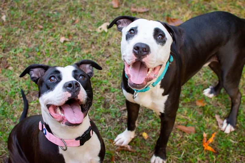 Wimba (left) and Morgan would love to find their forever home together.