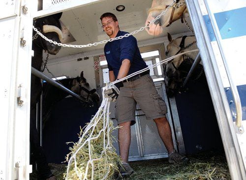 Cavalia' horses arrive in Atlanta