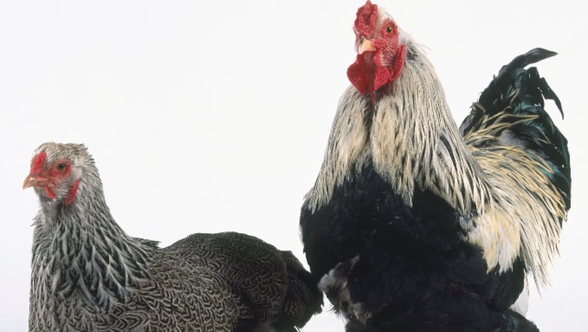 Brahma Breed of Chickens Are Very Large - Videos from The Weather Channel