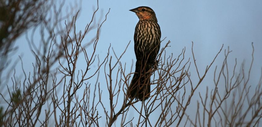 Coastal birds of Georgia