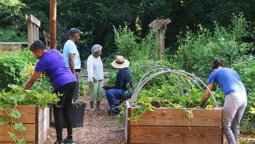 July 17, 2019 Atlanta- Volunteers care for the vegetable garden at the Atlanta Food Forest on Wednesday, July 17, 2019. The Atlanta Food Forest covers is a seven acre public park and garden near the Lakewood Fairgrounds and Browns Mill Golf Course. The food forest is the first in Georgia and the largest in the United States. Christina Matacotta/Christina.Matacotta@ajc.com