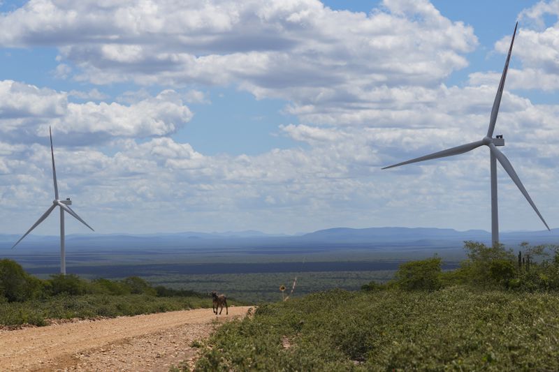 A cow walks on a road in view of wind turbines near Canudos, Bahia state, Brazil, Saturday, March 9, 2024. Wind energy is booming in Brazil's Northeast, but some projects are drawing criticism as it becomes clear that certain communities have benefited while others have not. (AP Photo/Andre Penner)