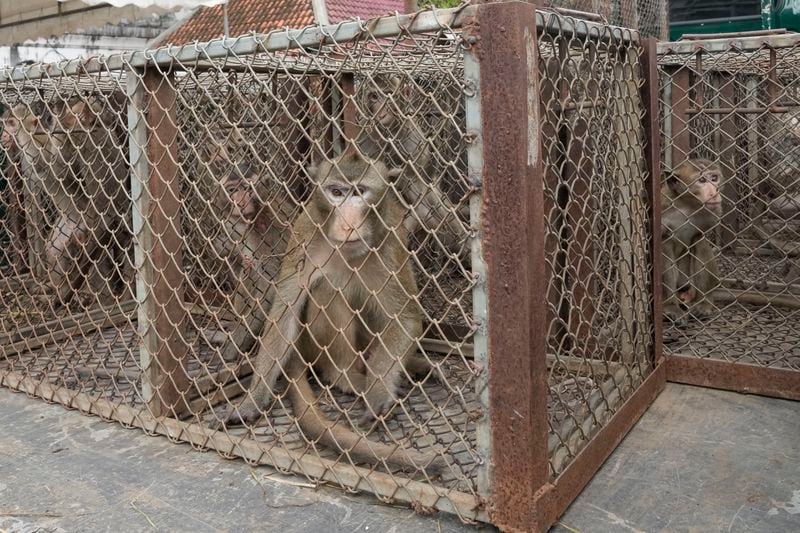 Monkeys are caged on a truck after bing trapped in Lopburi Province, north of Bangkok, Thailand, Friday, May 24, 2024. A Thai town, run ragged by its ever-growing population of marauding wild monkeys, began the fight-back, Friday, using trickery and ripe tropical fruit. (AP Photo/Sakchai Lalit)