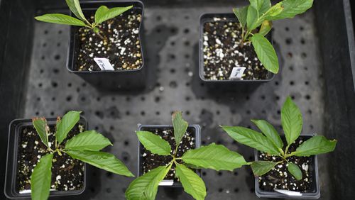 The National Arboretum have successfully planted clippings from Stumpy, the cherry blossom tree, and have several little plants growing, shown Thursday, Aug. 15, 2024 in Washington. In about two years, some of these seedlings will be replanted on the Tidal Basin once the reconstruction work that led to the tree's removal is finished there. (AP Photo/John McDonnell)