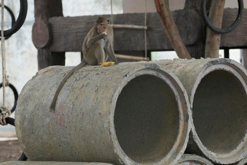 A monkey eats banana inside a big temporary cage after being relocated in Lopburi Province, north of Bangkok, Thailand, Friday, May 24, 2024. A Thai town, run ragged by its ever-growing population of marauding wild monkeys, began the fight-back, Friday, using trickery and ripe tropical fruit. (AP Photo/Sakchai Lalit)