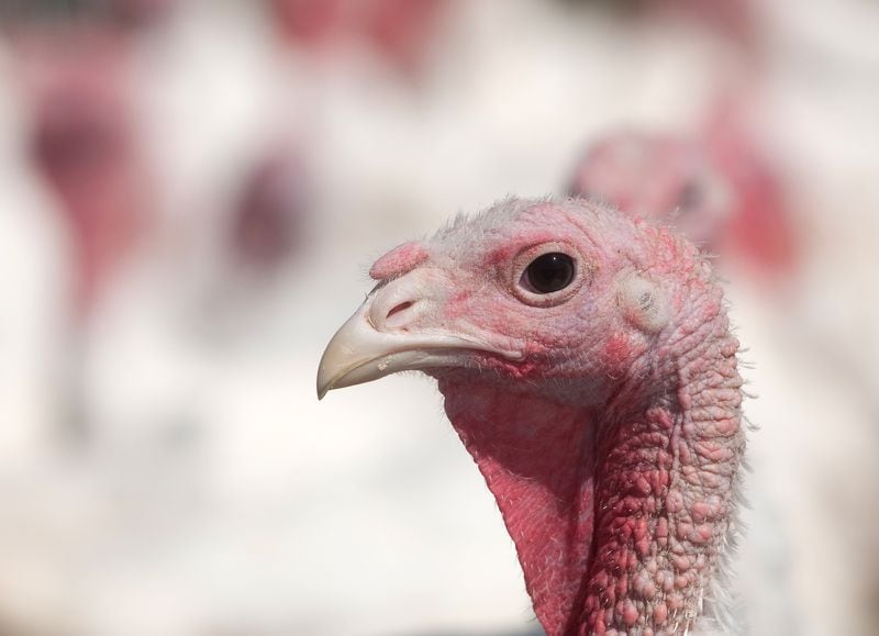 Turkeys are a Thanksgiving staple. (Dreamstime/TNS)