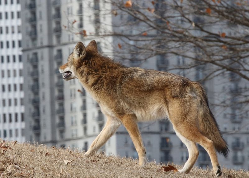 Pictured is a coyote in Piedmont Park in 2016. Many north Fulton residents are passionately for or against trapping and killing the wily creatures. Hundreds of people spoke out against the practice on a March Facebook post by the Atlanta Coyote Project that objected to coyote trapping at Roswell Area Park in north Fulton. Credit Larry Wilson/Courtesy Atlanta Coyote Project