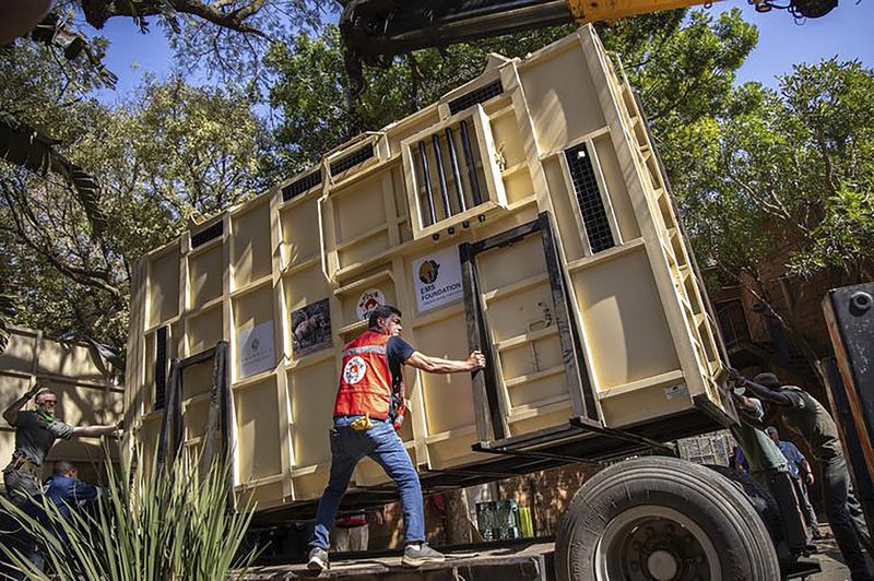 In this photo supplied by Four Paws, Dr. Amir Khalil, secures Charley, an ageing four-ton African elephant inside a container at the Pretoria's National Zoological Gardens. before the elephant's transportation to the Shambala Private Game Reserve, South Africa, Monday, Aug. 19, 2024. (Four Paws via AP)