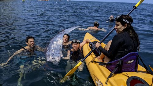 This image provided by The Scripps Institution of Oceanography shows a team of researchers and science-minded snorkelers working together to recover a dead oarfish from La Jolla Cove, Calif., Saturday, Aug. 10, 2024. (Michael Wang/The Scripps Institution of Oceanography via AP)