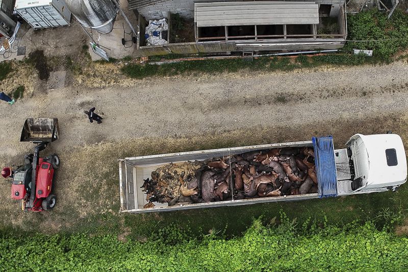 Dead pigs are loaded on a truck inside a farm near Pavia, northern Italy, Friday, Aug 2, 2024. (Francesco Ceccarelli/Esseri Animali via AP, ho)