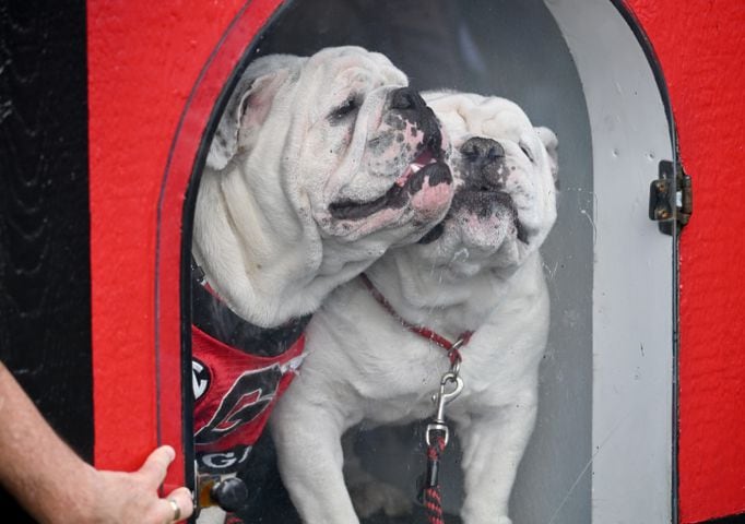 Boom! Uga XI Dog House Photo