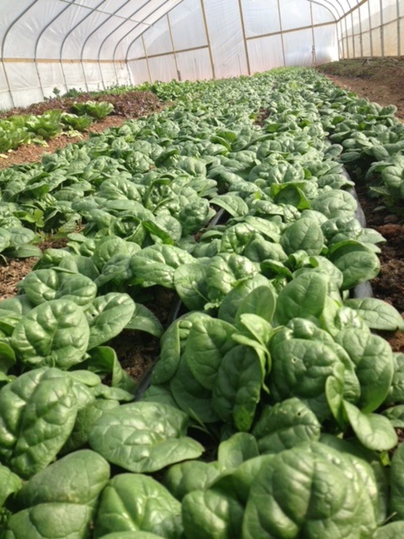 Heirloom Gardens in Dahlonega offers a la carte online sales for items such as its hoop-grown spinach and kale for pickup at the Peachtree Road Farmers Market. (Courtesy of Heirloom Gardens)