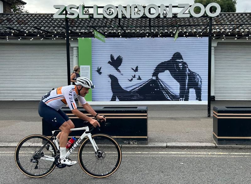 A cyclist rides by the reproduction of a Banksy mural outside the London Zoo, Sunday, Aug. 18, 2024. The London Zoo has removed Banksy's gorilla mural from its entrance gate. The painting was the final animal-themed work by the street artist that appeared over nine consecutive days in London. (AP Photo/Brian Melley)